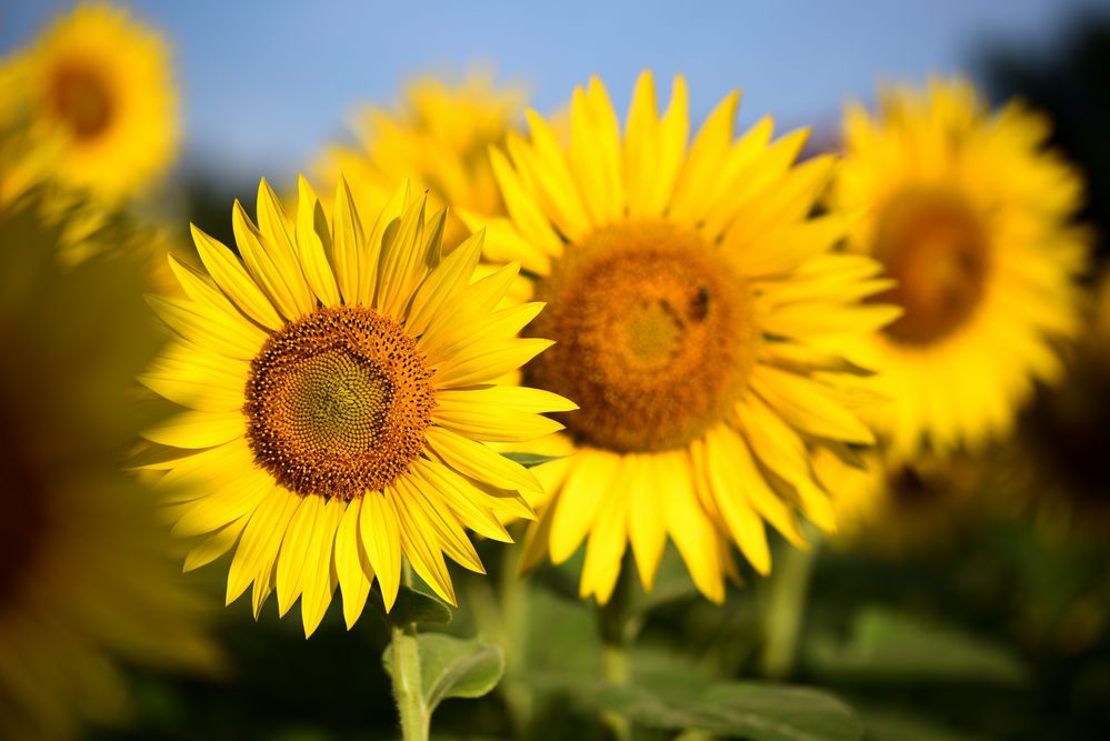 Sonnenblumen