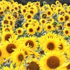 Sonnenblumen