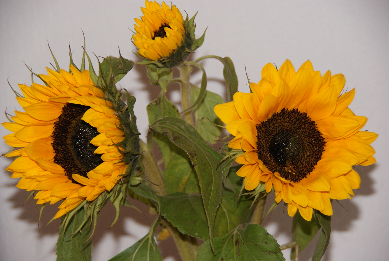 Sonnenblumen