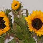 Sonnenblumen