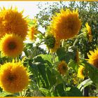 Sonnenblumen