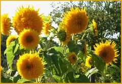 Sonnenblumen