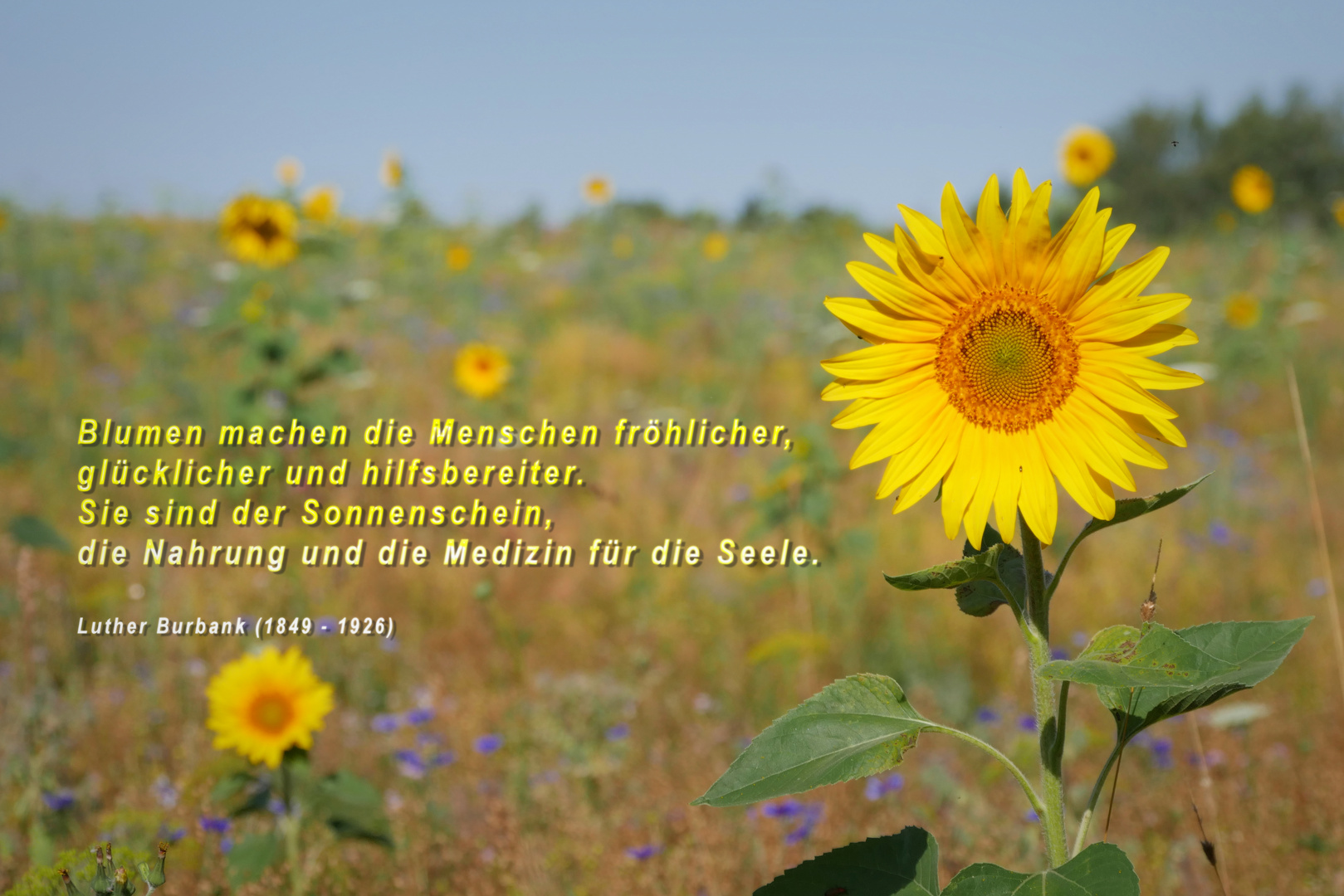 SONNENBLUMEN