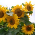 Sonnenblumen