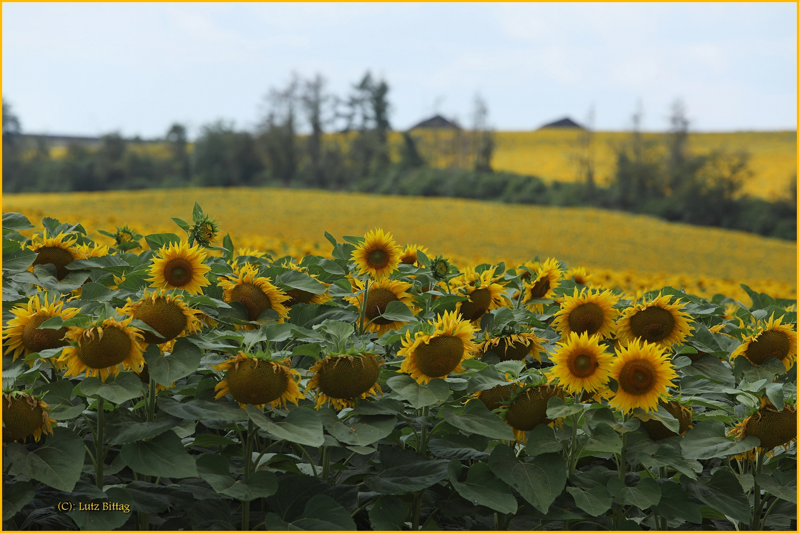 Sonnenblumen ...