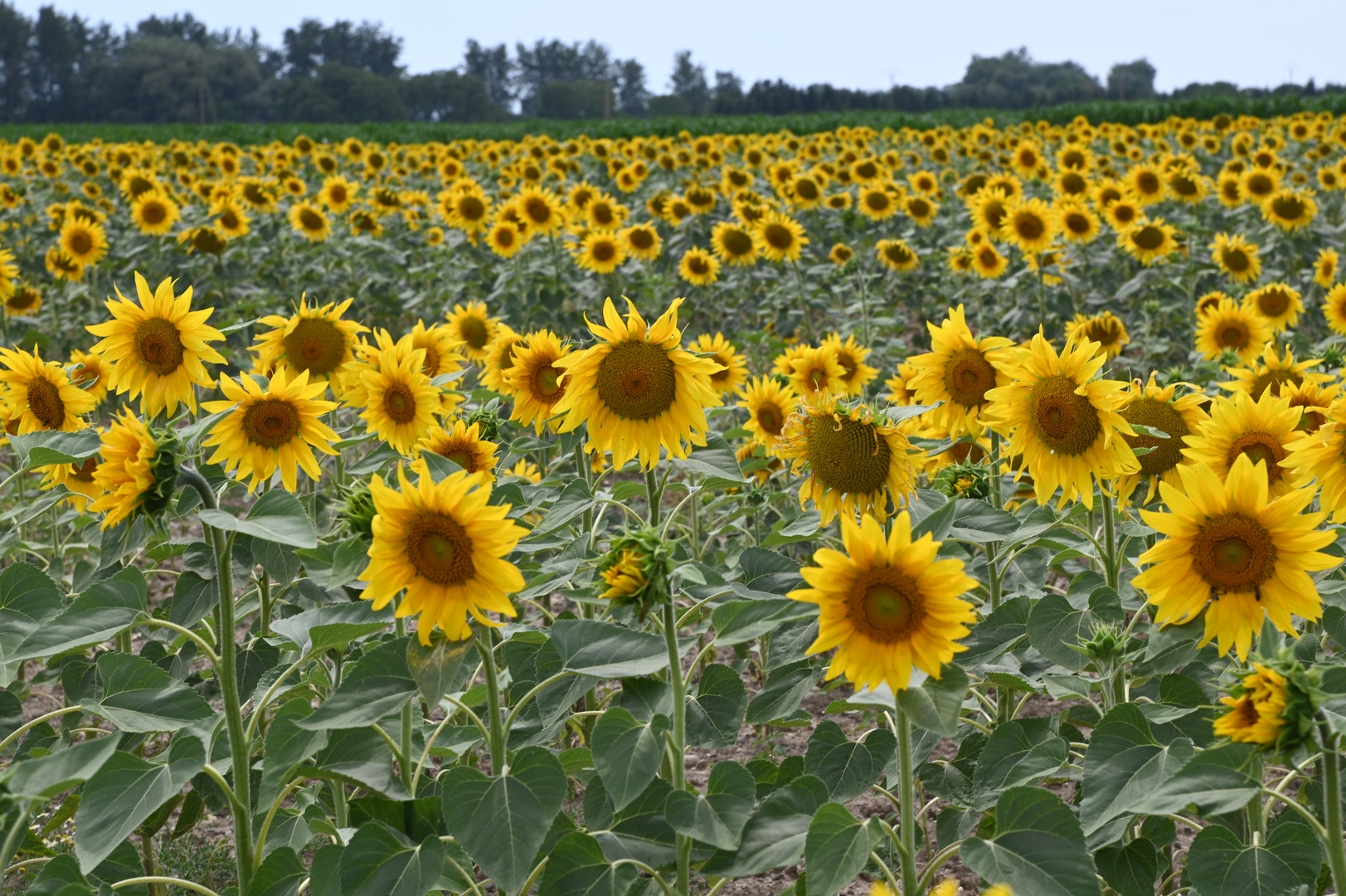 Sonnenblumen