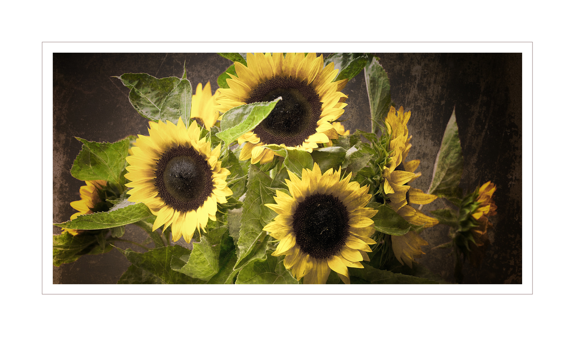 Sonnenblumen