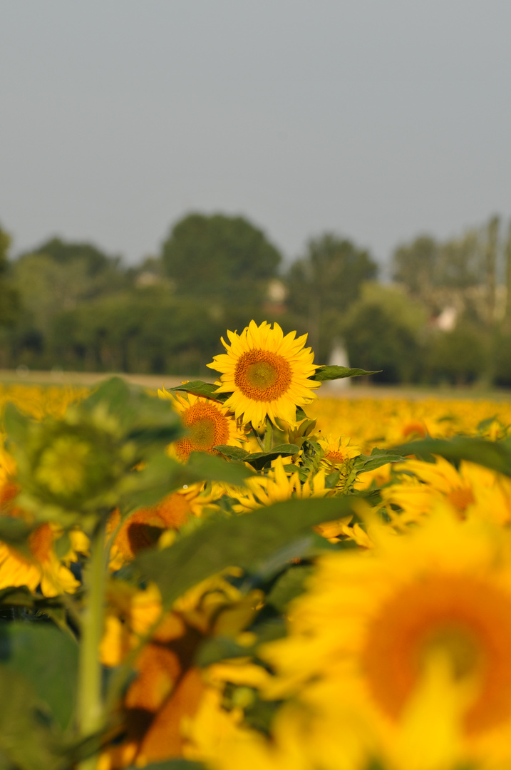 Sonnenblumen