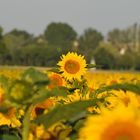 Sonnenblumen