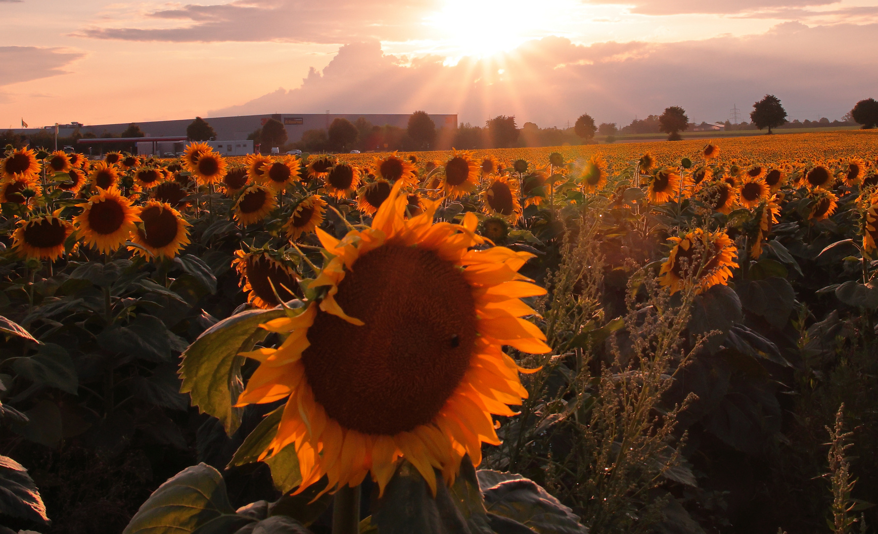 Sonnenblumen abends.....