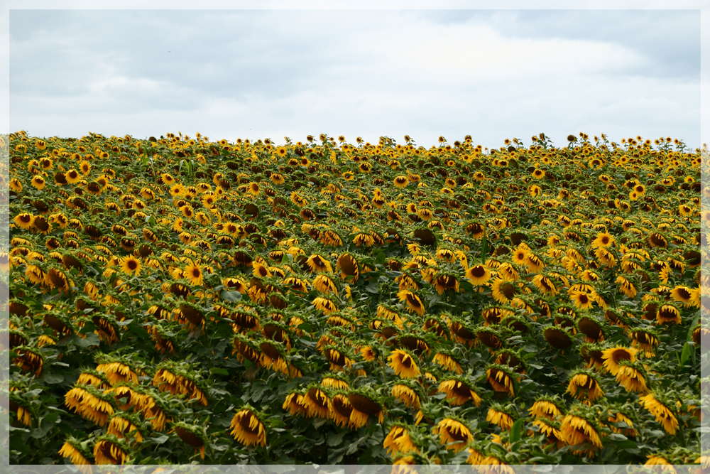 Sonnenblumen, aber keine Sonne!