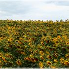 Sonnenblumen, aber keine Sonne!