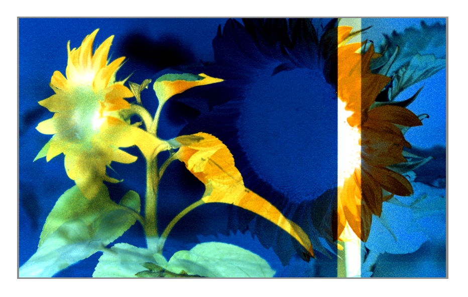 Sonnenblumen abstrakt hybrid 2010