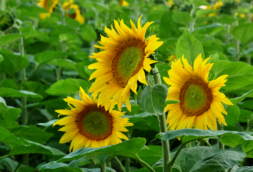 Sonnenblumen