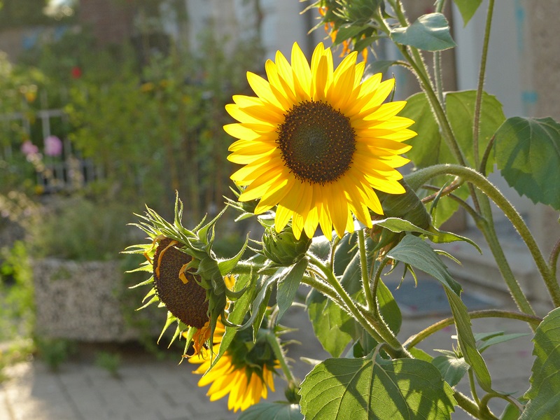 Sonnenblumen .....