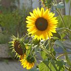 Sonnenblumen .....