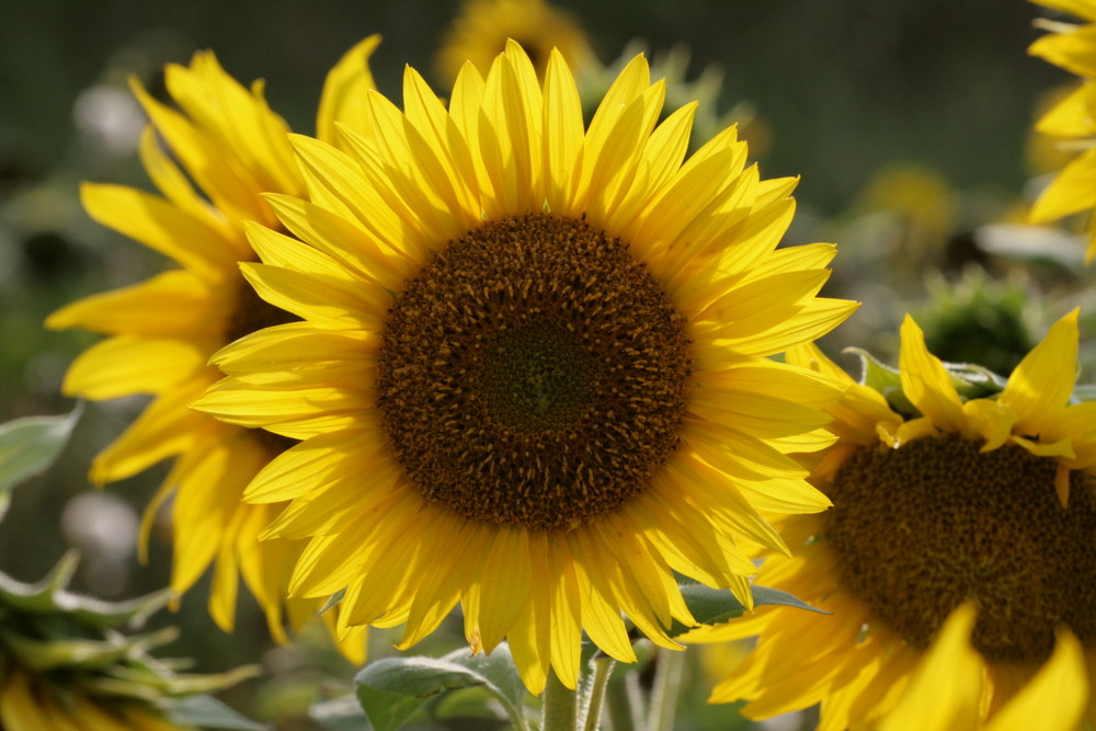 Sonnenblumen