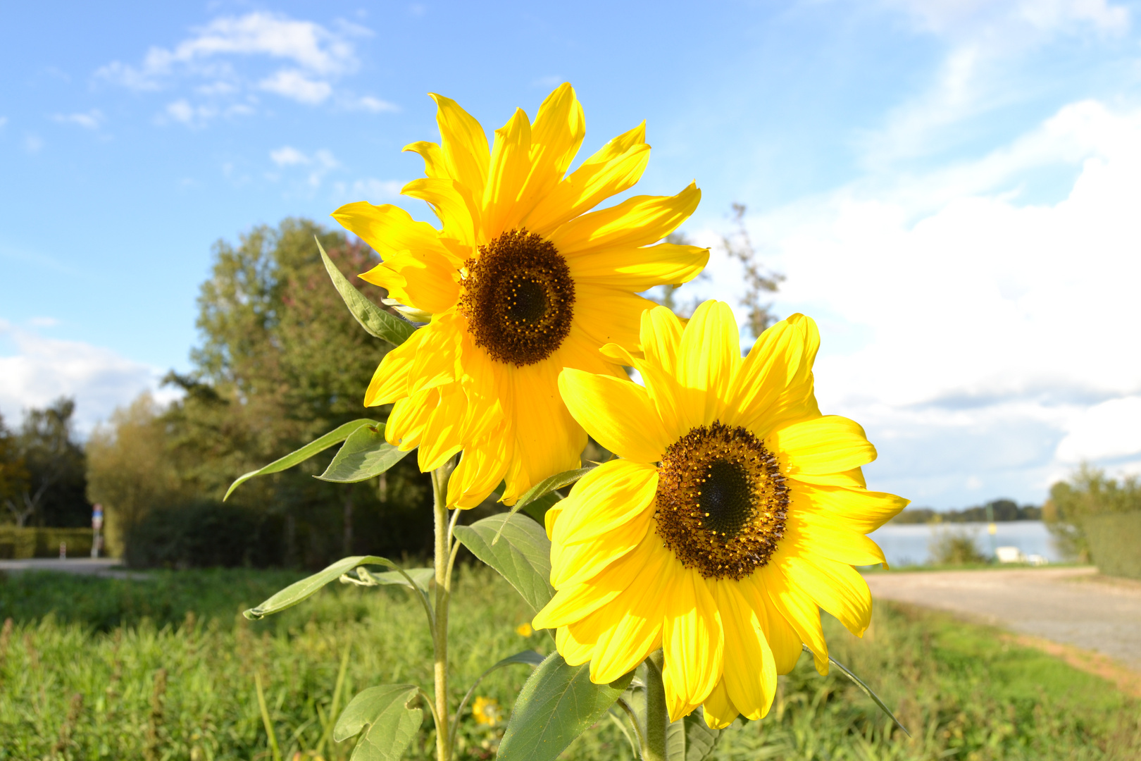 Sonnenblumen