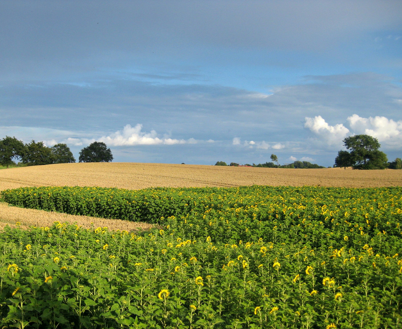 Sonnenblumen, Ähren, weites Land