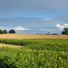 Sonnenblumen, Ähren, weites Land