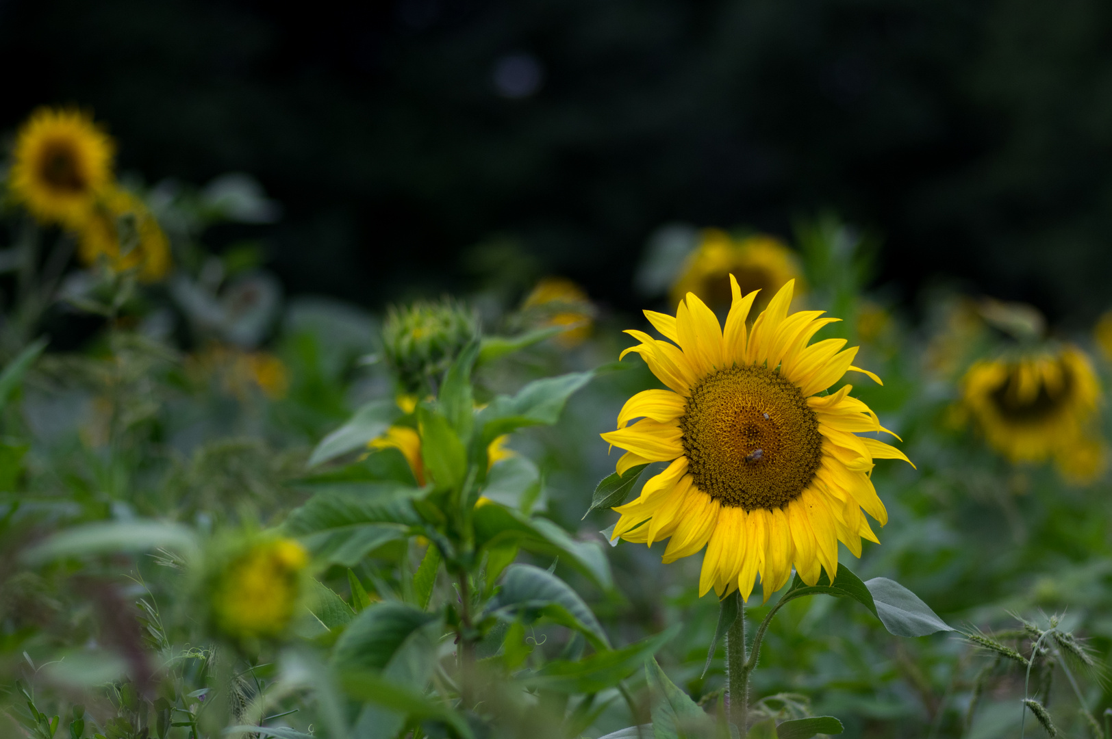 Sonnenblumen