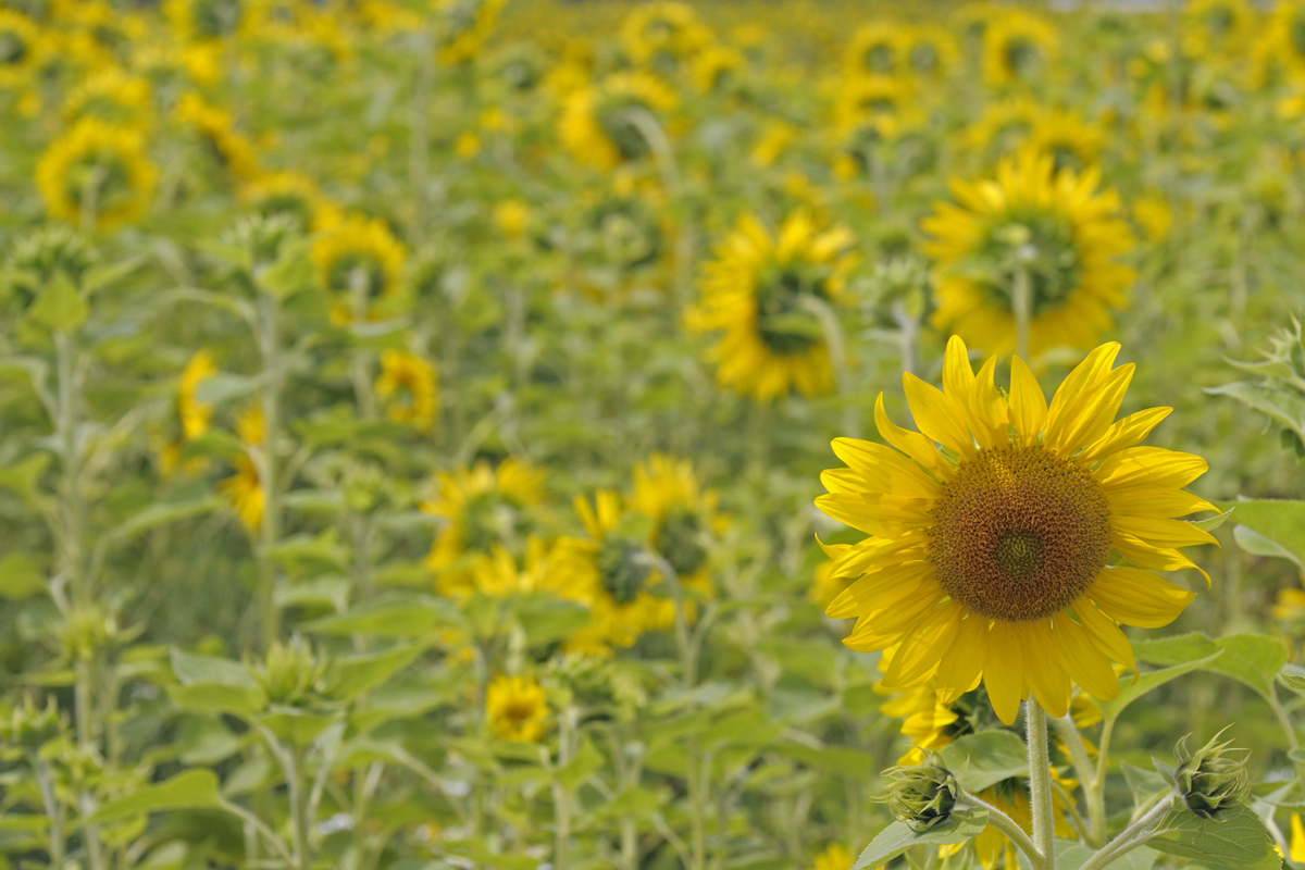 Sonnenblumen