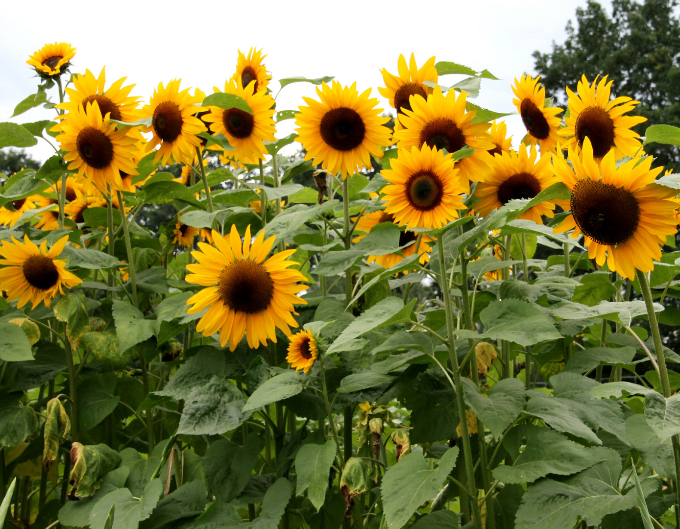 Sonnenblumen