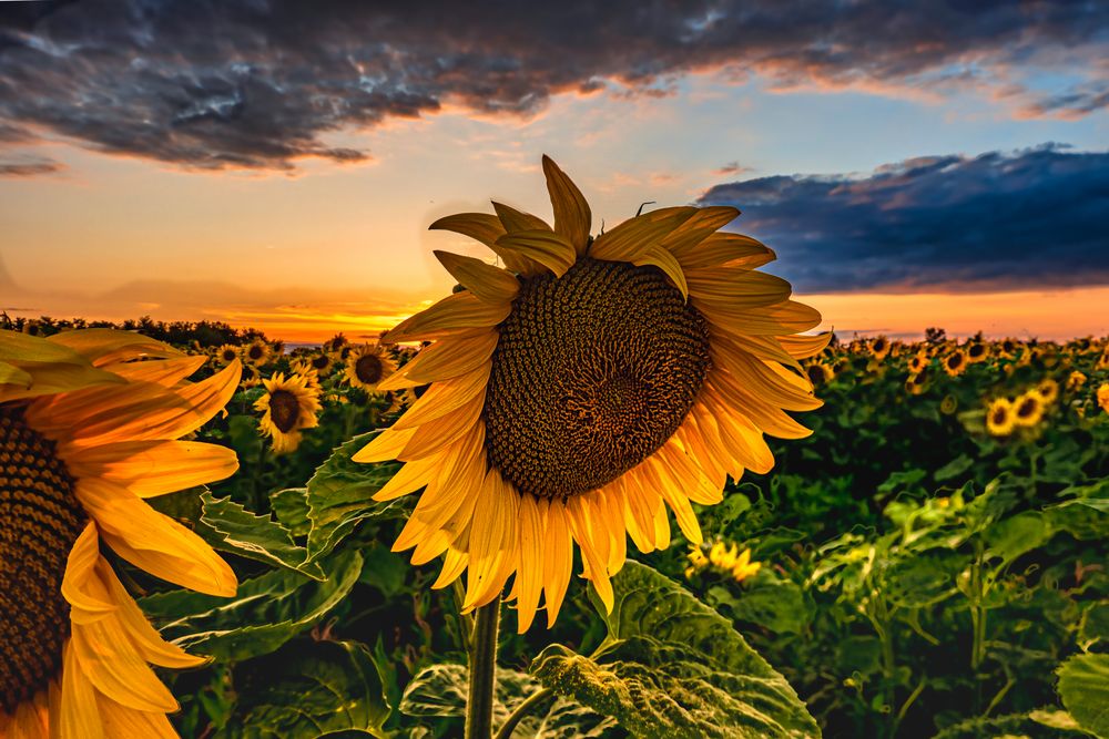 Sonnenblumen Allee