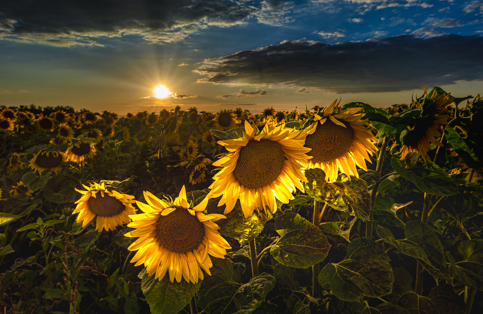 Sonnenblumen Allee