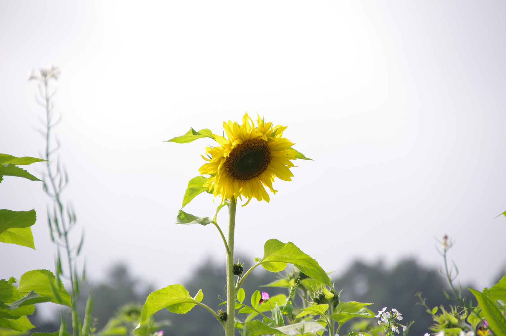 Sonnenblumen als Endboten des Sommers