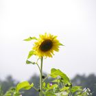 Sonnenblumen als Endboten des Sommers