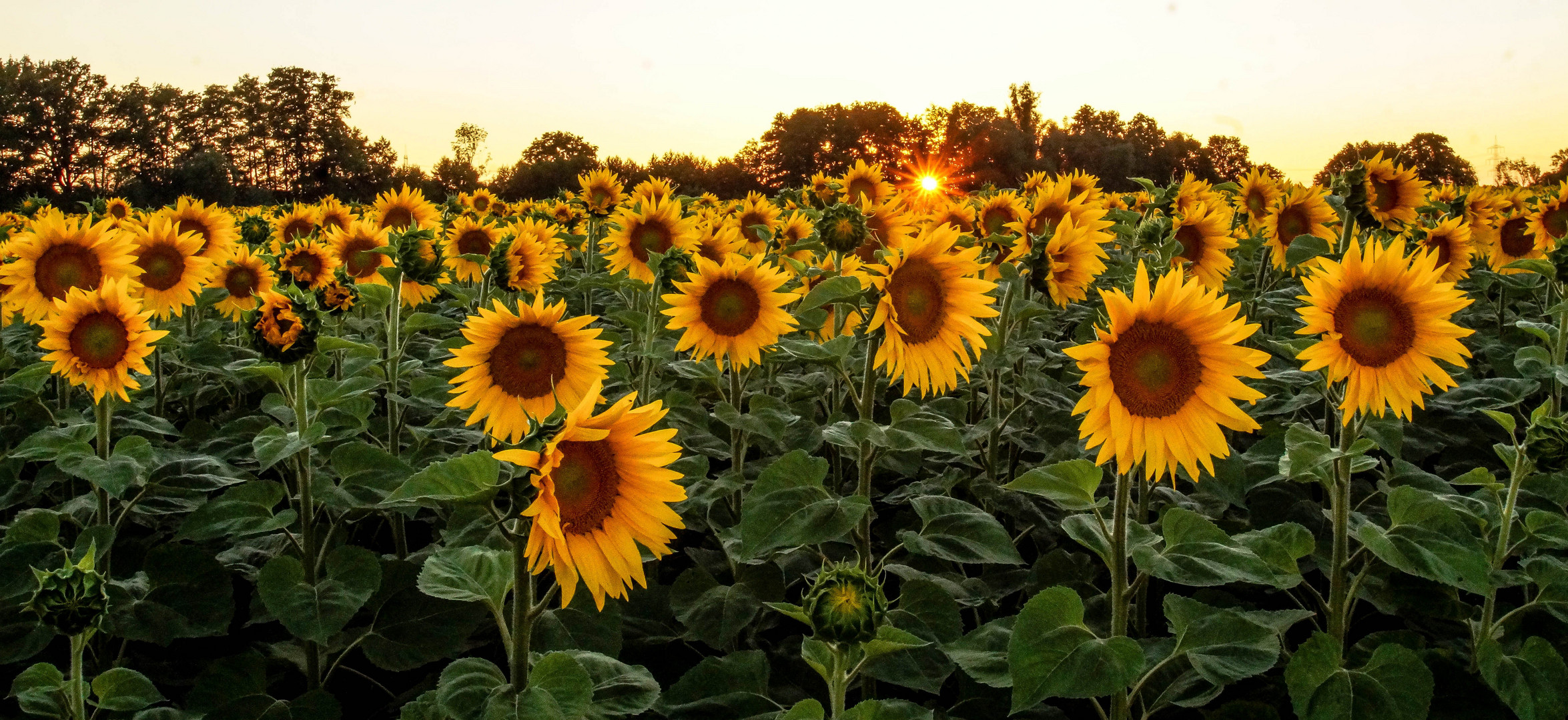 Sonnenblumen am Abend