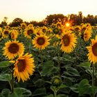 Sonnenblumen am Abend