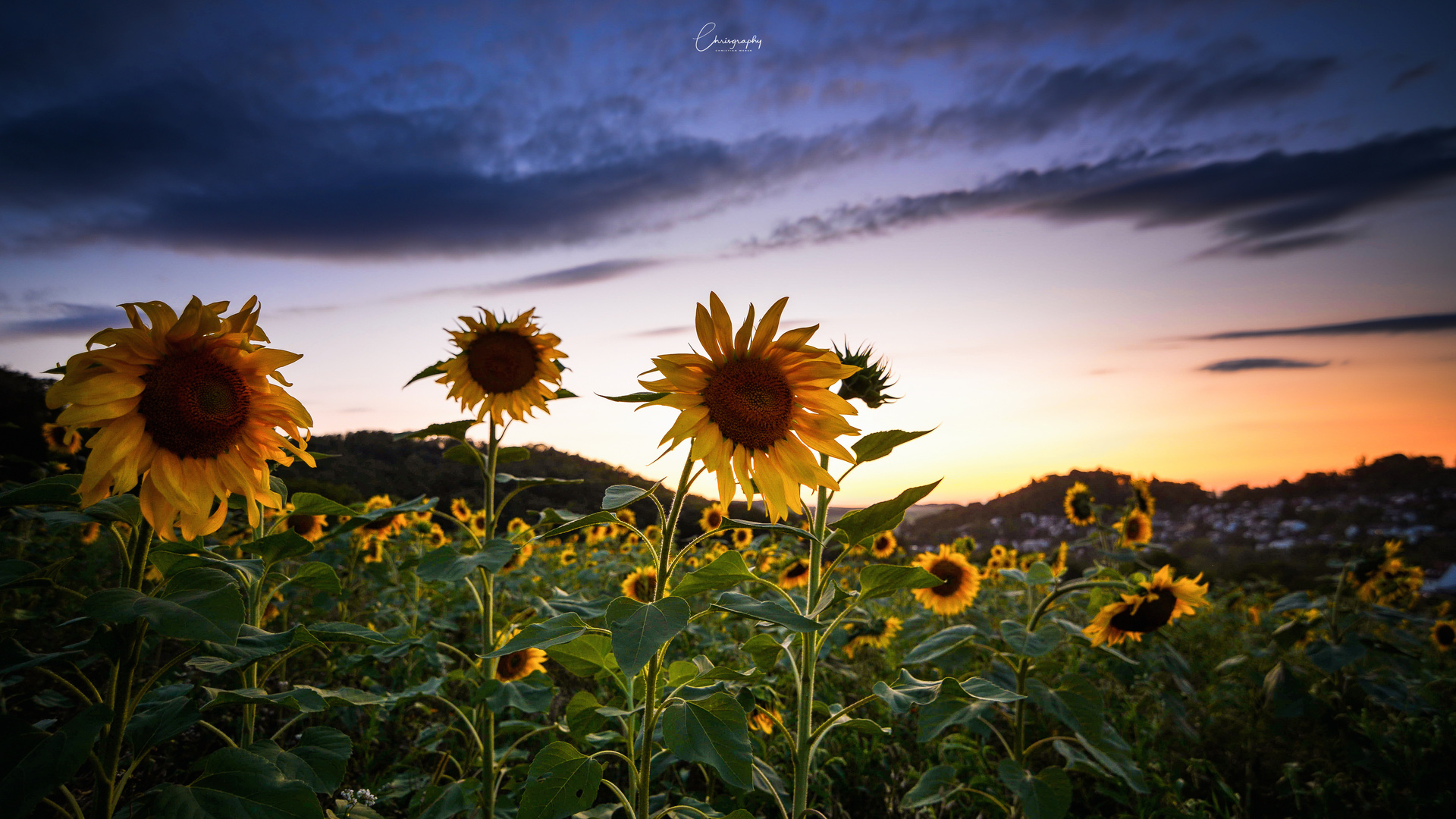 Sonnenblumen am Abend