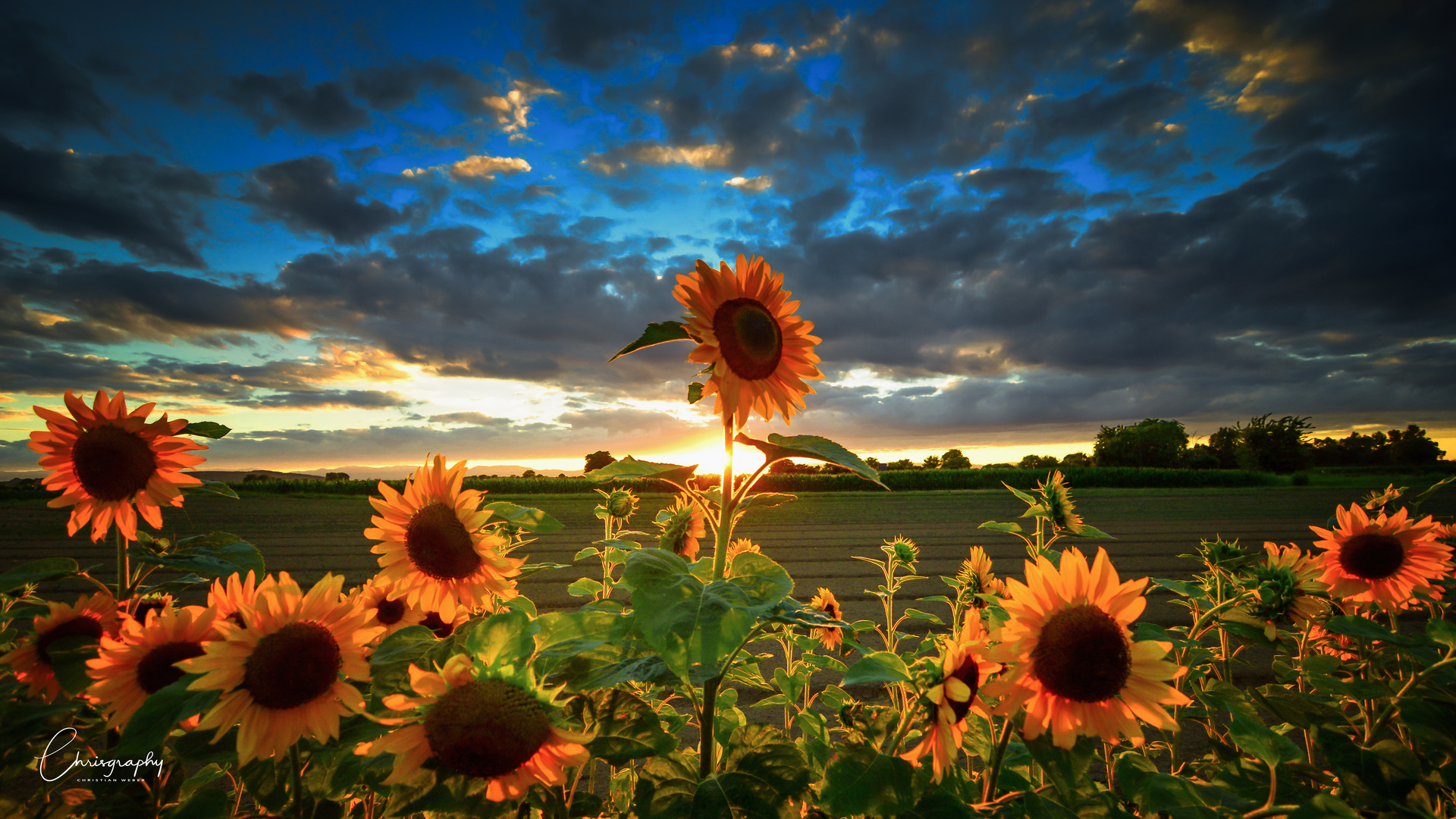 Sonnenblumen am Abend