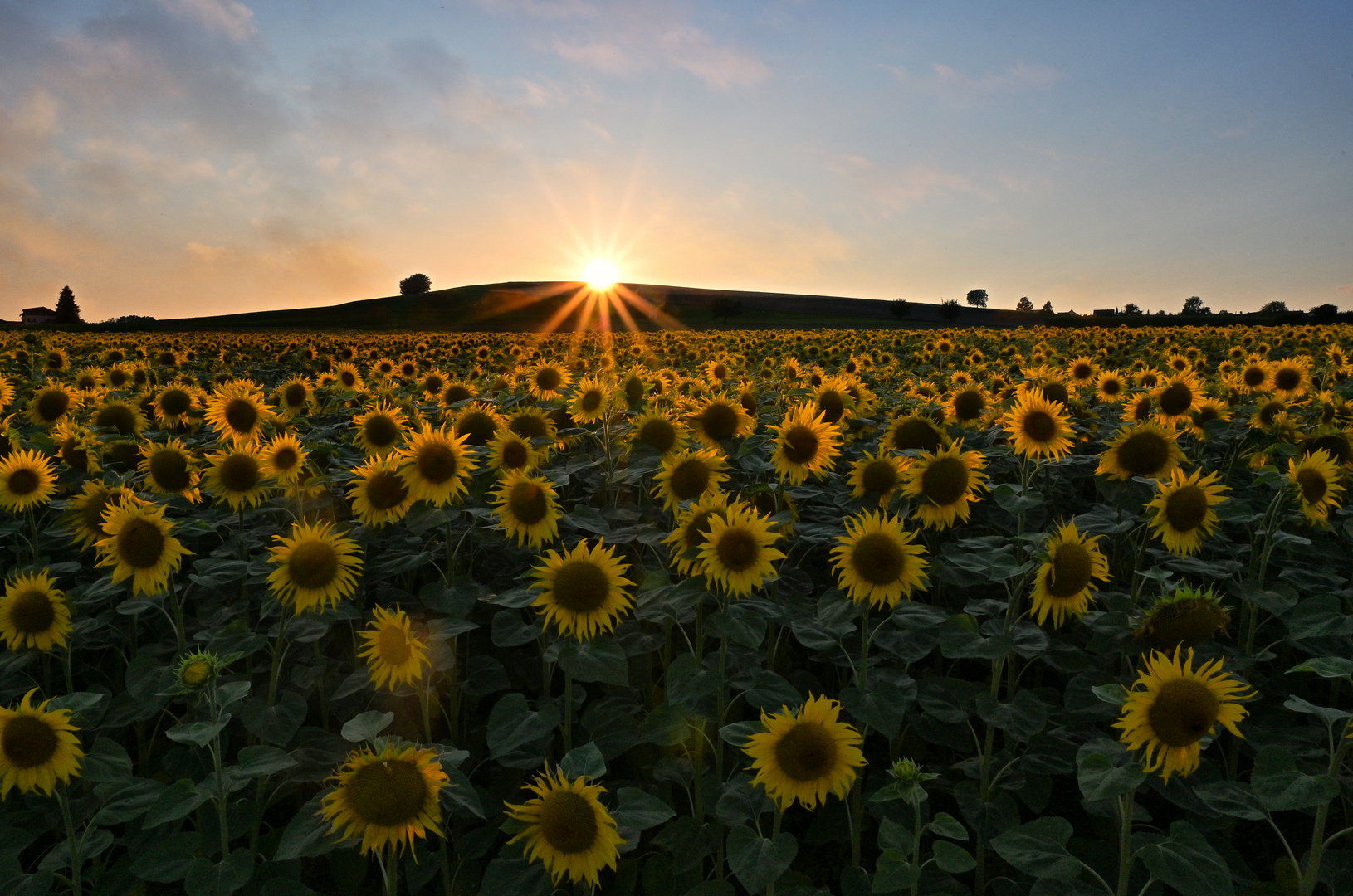 Sonnenblumen am Abend