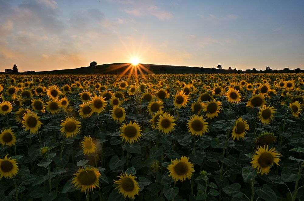 Sonnenblumen am Abend