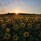 Sonnenblumen am Abend