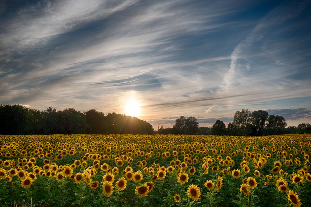 Sonnenblumen am Abend