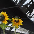 Sonnenblumen am alten Güterbahnhof-Gelände in Duisburg