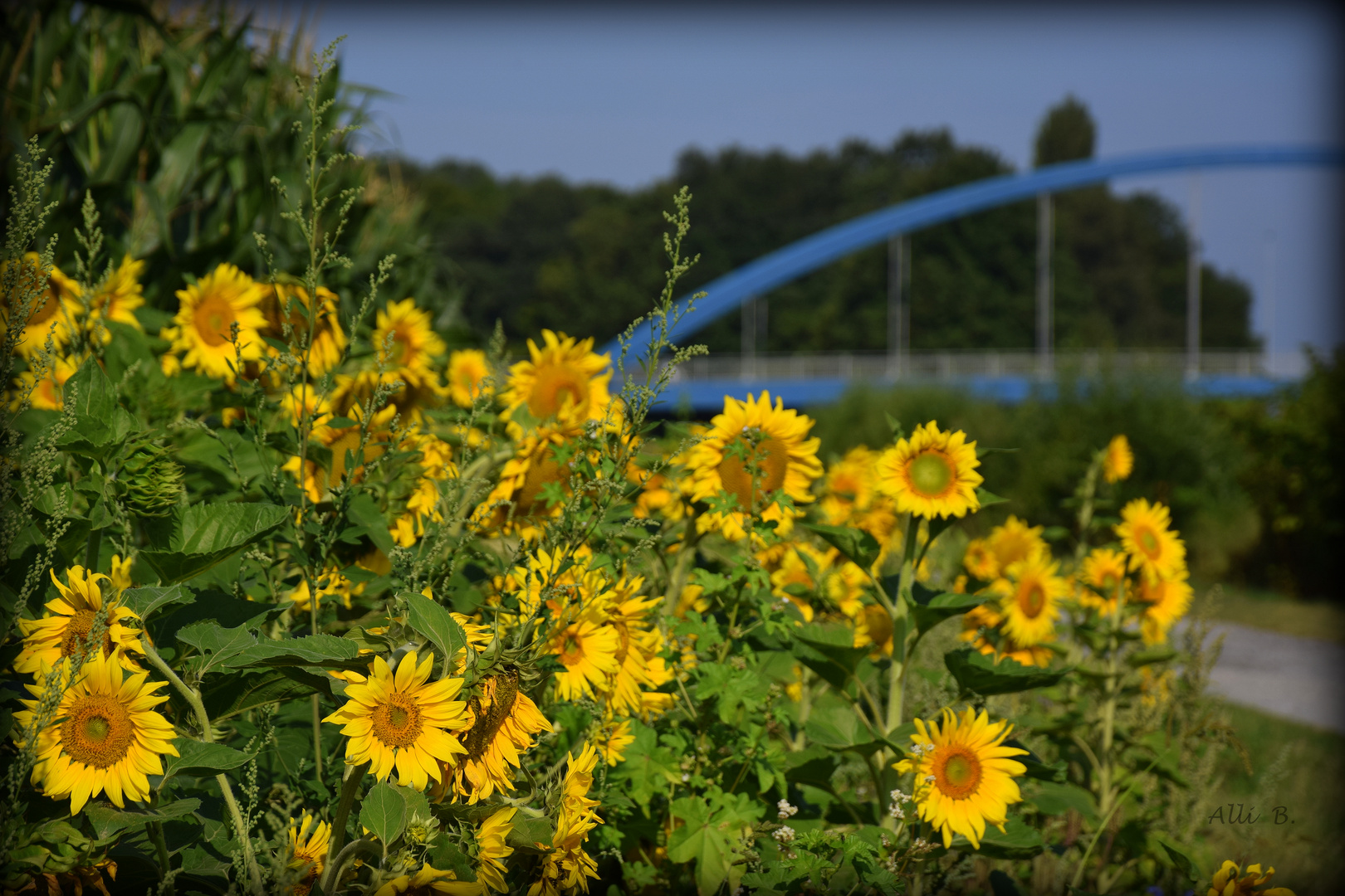 Sonnenblumen am Datteln-Hamm-Kanal