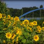 Sonnenblumen am Datteln-Hamm-Kanal