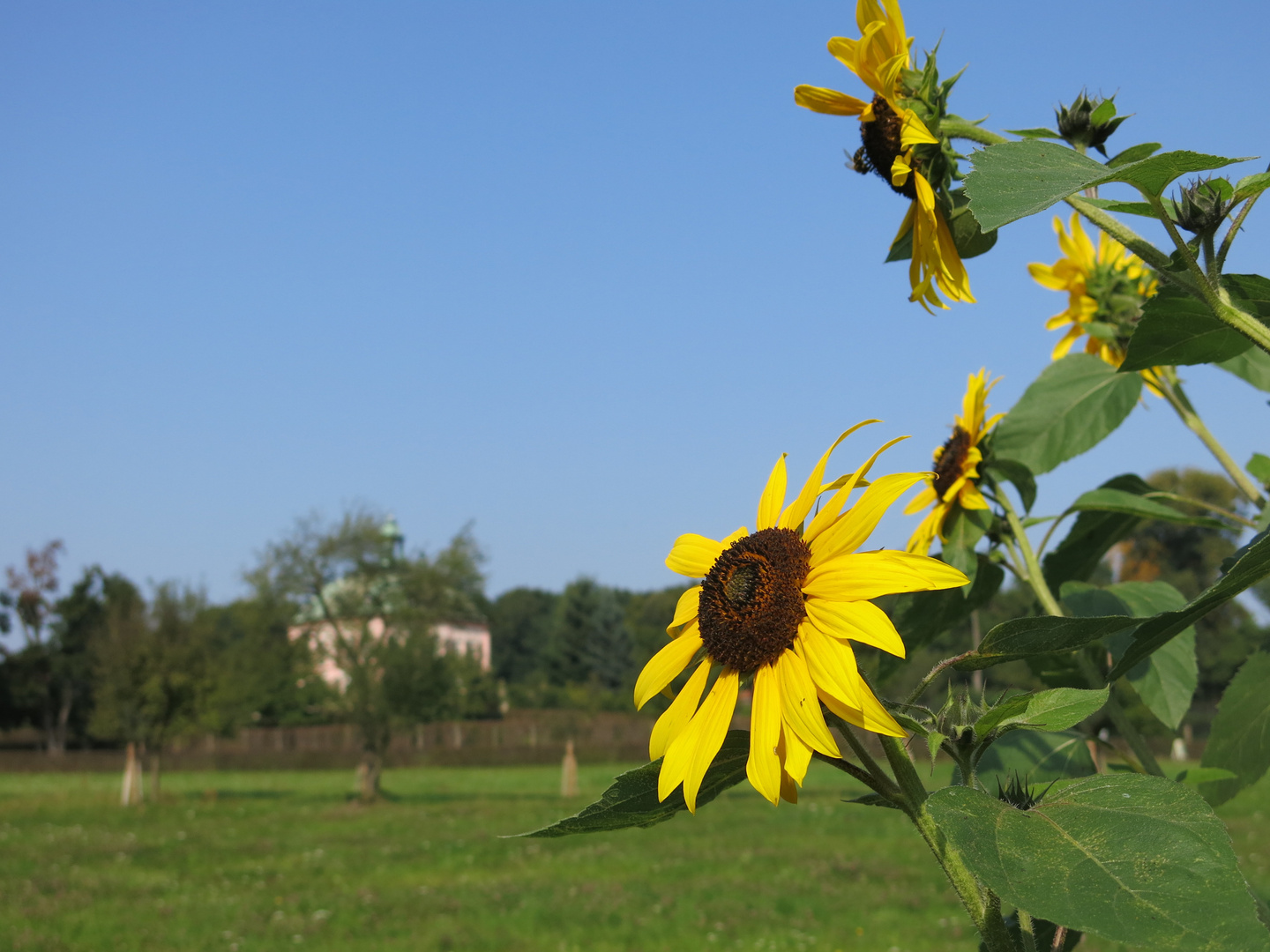 Sonnenblumen am Fasanenschlösschen