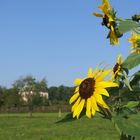 Sonnenblumen am Fasanenschlösschen