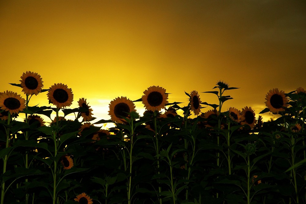 Sonnenblumen am goldenen Himmel