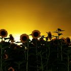 Sonnenblumen am goldenen Himmel