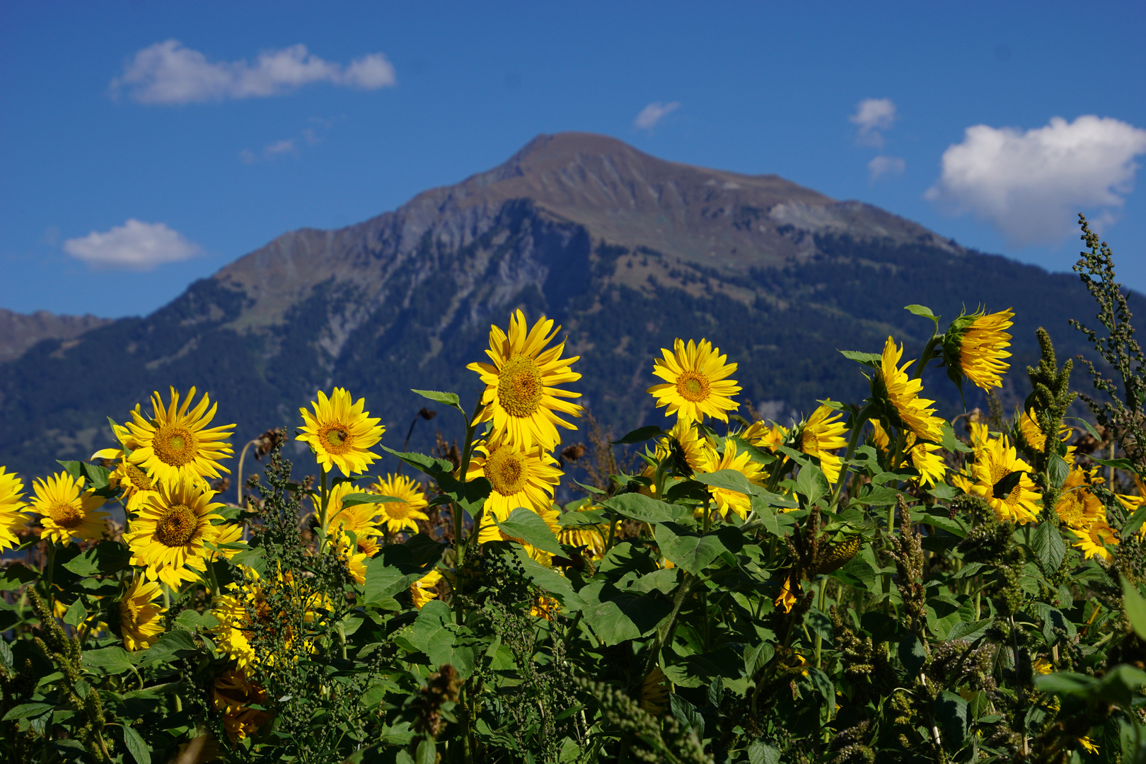 Sonnenblumen am Herbstsonne tanken