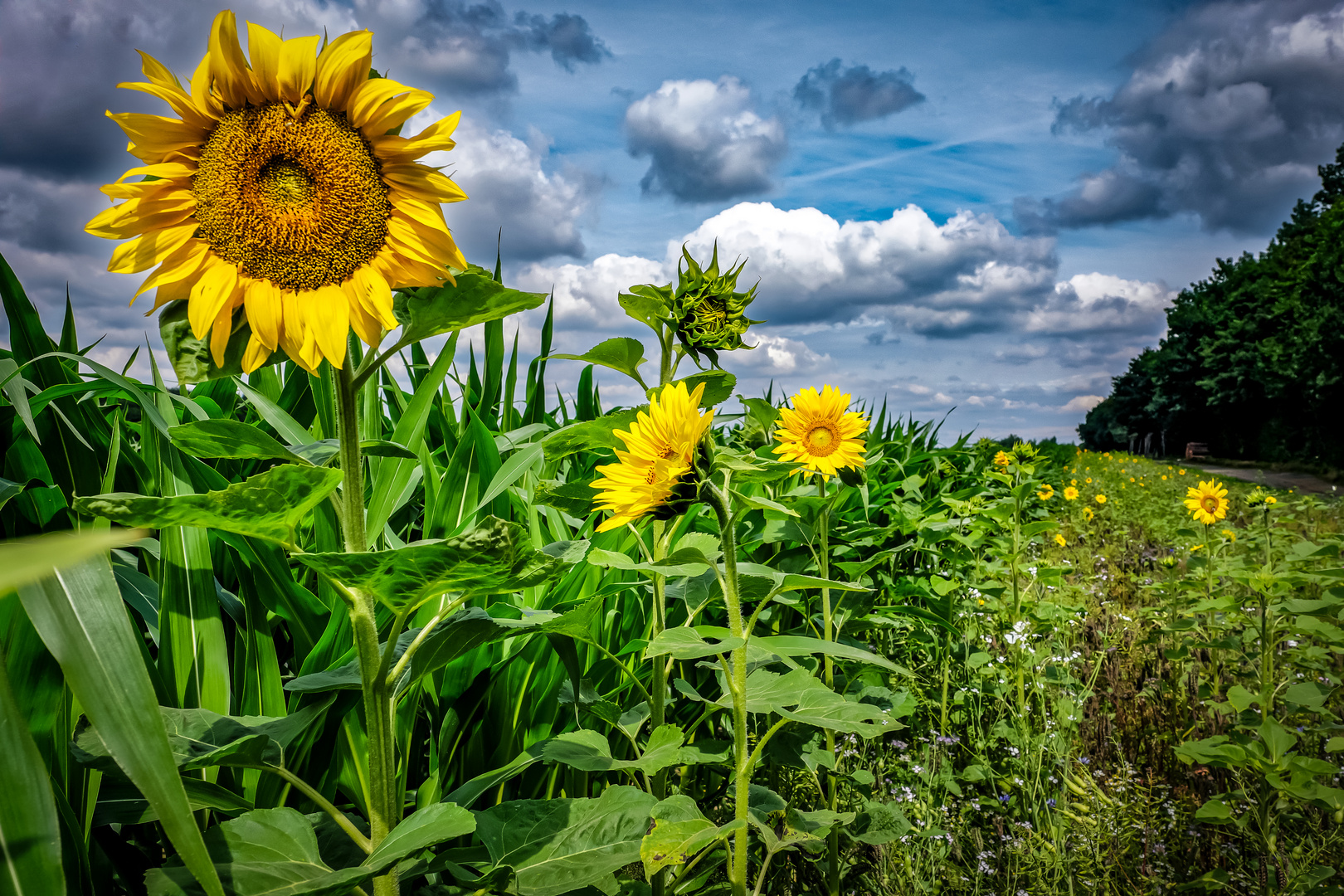 Sonnenblumen am Maisfeld