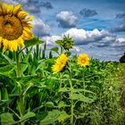 Sonnenblumen am Maisfeld