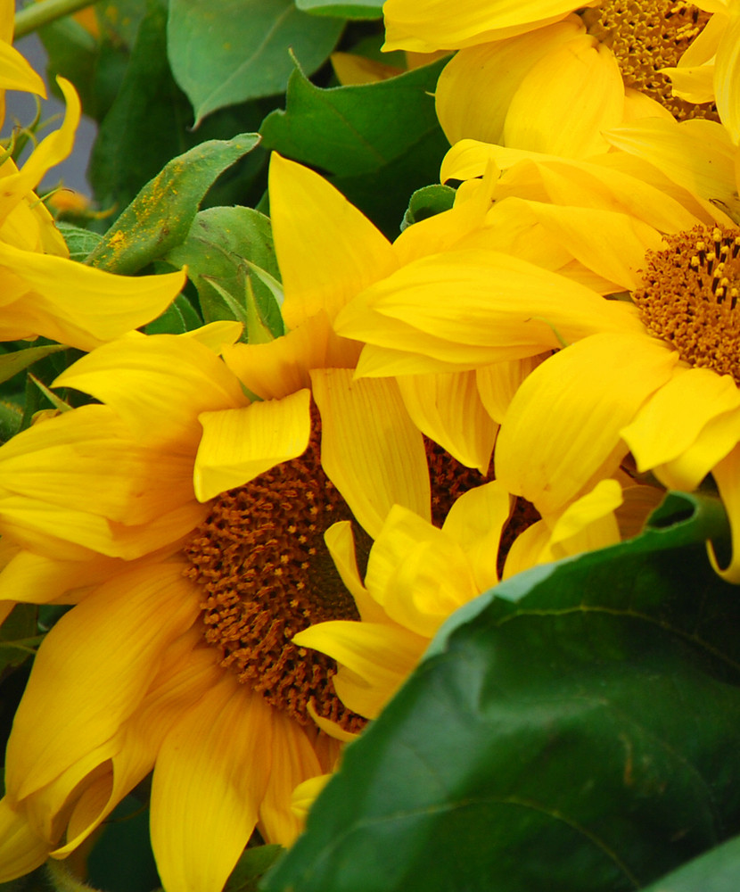 Sonnenblumen am Marktstand